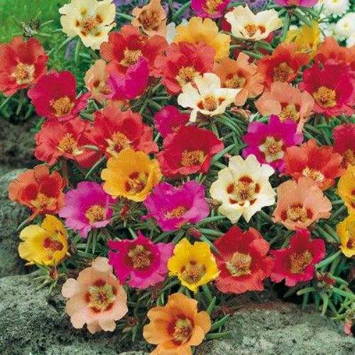 Portulaca Rainbow Mixed Color Flower Seeds
