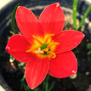 Pride of Singapore Zephyranthes Red Rain Lily Flower Bulb