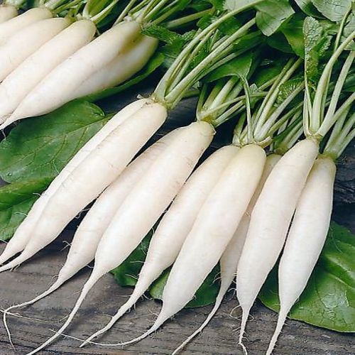 Radish Mooli Long White | Vegetable Seeds