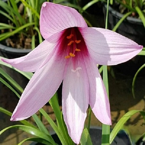 Jumbo Zephyranthes Rain Lily Flower Bulb