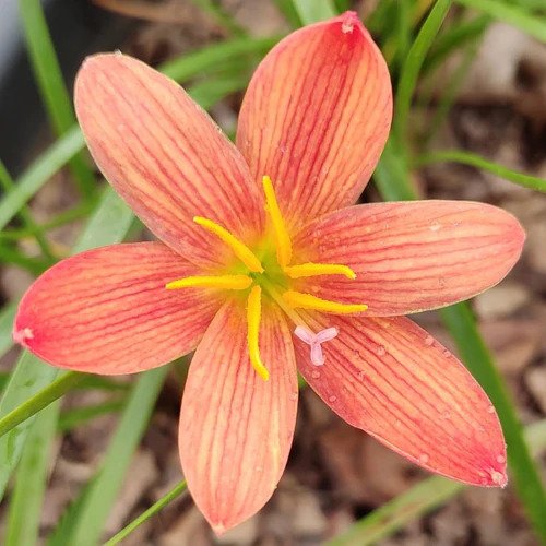 Lavalon Zephyranthes Rain Lily Flower Bulb