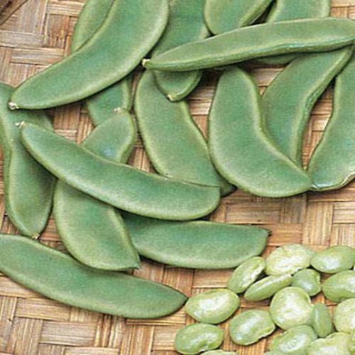 Sem Fali Lima Flat Beans Swati | Vegetable Seeds