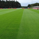 Imported Sports and Field Grass