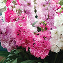 Stock Matthiola Incana Mixed Color Flower Seeds