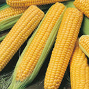 Sweet Corn Juicy F1 Meetha Bhutta | Fruit Seeds