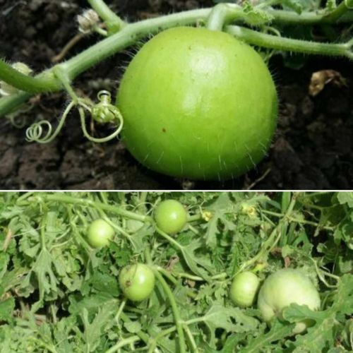 Tinda Round Gourd | Vegetable Seeds