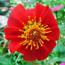 Tithonia Torch Red Color Flower Seeds