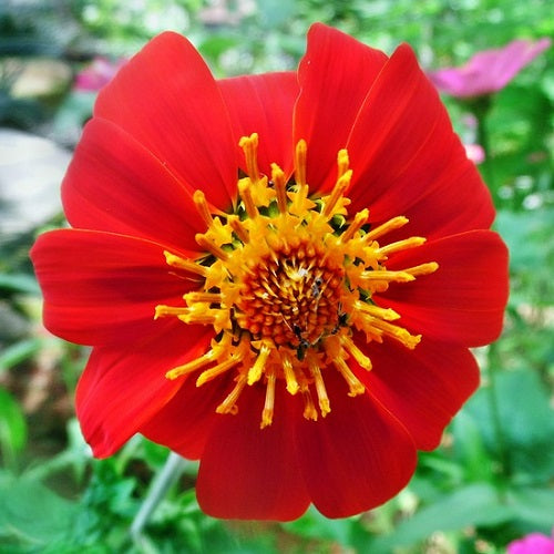 Tithonia Torch Red Color Flower Seeds