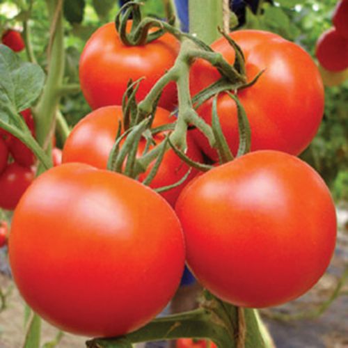Tomato F1 | Vegetable Seeds