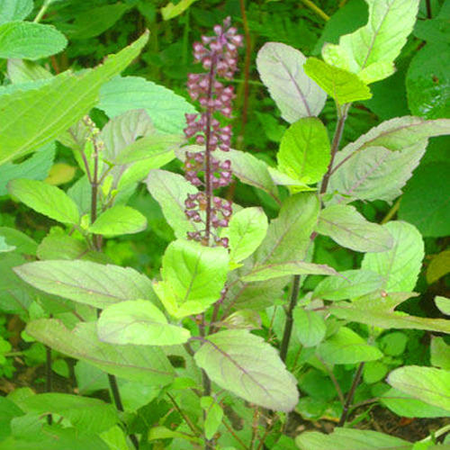 Tulsi Rama Plant Seeds | Herb Seeds