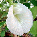 Aparajita Clitoria Butterfly Pea White Color Flower Seeds