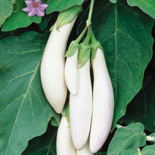 White Brinjal Eggplant F1 | Vegetable Seeds